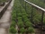 Import High quality and a heart feels relaxed bonsai tree sale tree at Custom tailoring from Japan