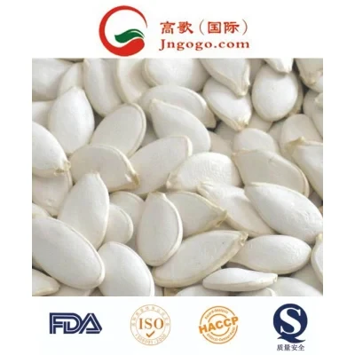 High Quality Snow White Pumpkin Seeds 13cm and up