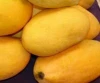 hot Selling Fresh Pakistani Chaunsa Mango ( Special offer for Iran )