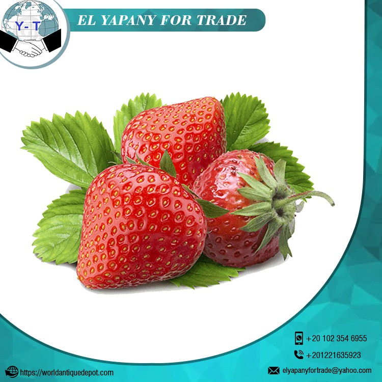 Hot Selling Fresh Strawberry