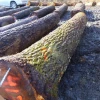 Hot selling tali pine ash log wood for guitar