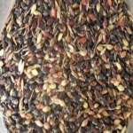 Hybrid Forage Seeds / Forage Seeds