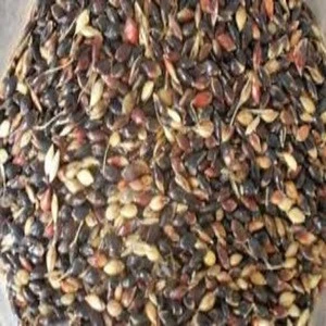 Hybrid Forage Seeds / Forage Seeds