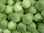 Indian Fresh Cabbage