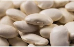 Kidney Bean Dried White Kidney Beans For Canned