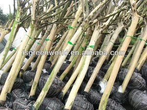 lagerstroemia indica 2m trunk height good quality landscaping trees and garden plants