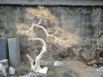 landscape design dry tree branch for decoration