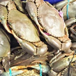 Live Mud Crab