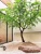 Import Look Nature Large Artificial Trees Fake Green Maple Tree from China