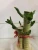 Import Lotus Lucky  Lucky  Bamboo Plant---Colorful Guanyin lucky bamboo from China