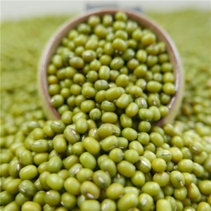 Low price Non-GMO Green Mung Beans / Green Gram / Vigna radiata