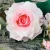 Import M-1197 32cm Pink Silk Wedding Flower Rose Wreath For Front Door from China