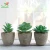 Import Mini artificial Succulent Plants Ideal for Both Indoor &amp; Outdoor with recycling pulp pot from China