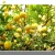 Import Montale China Supplier Orchard Fresh Lime  Eureka Yellow Lemons from China