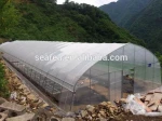 Multi span greenhouse for grow tomato