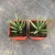 Import Natural Plant Sansevieria Haemanthus indoor outdoor plant from China