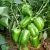 Import Naturix Hybrid Green Sweet Pepper Seeds Vegetable Seeds for Planting from China