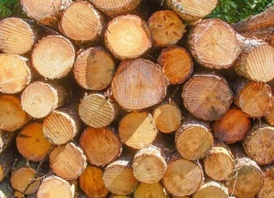 Pine Logs (Pinus sylvestris) Industrial Round Logs