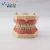 Popular Tooth Jaw Model in Medical Science