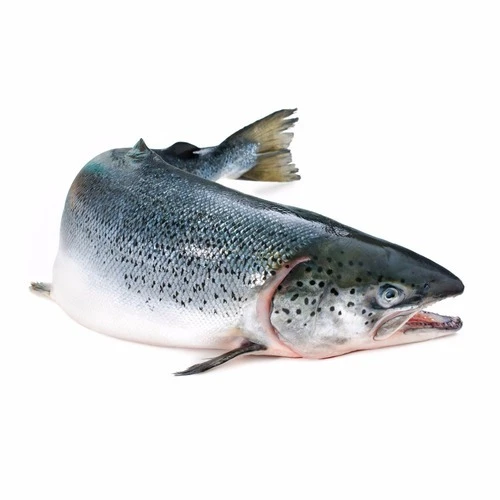 Proper Price Top Quality Salmon Fish Fillet Frozen