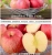 Import Proper Price Top Quality Wholesale High Quality Fruit Fresh Apple from China