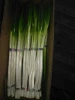 Pure natural organically grown green scallions with competitive price