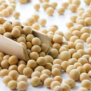 Quality Soybean/Soya Bean, Soybean Seeds, Soya Bean Seeds Available  Here