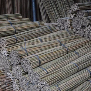 raw bamboo poles