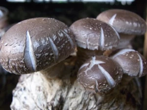 Shiitake Mushroom Extract Powder Polysaccharide