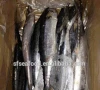 Spanish mackerel frozen seafood buyer