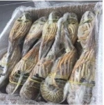 SPINY LOBSTER in best discounts