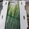 Spring Onions  Green Onions fresh new crop new season high quality with cheap price
