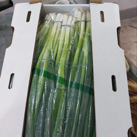 Spring Onion Price Buy Spring Onions Green Onions Fresh New Crop New Season High Quality ...