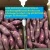 Import SWEET POTATO 10KG/CARTON with Cheap PRICE(FRESH/FROZEN/DRIED) Fresh COMMON from Vietnam