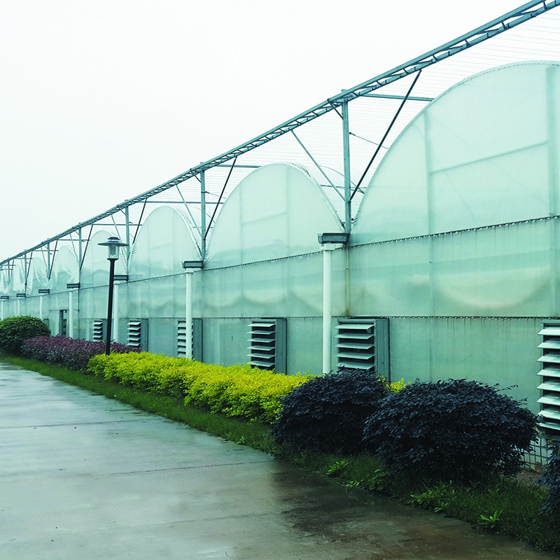 The Cheapest Hot Sale Agricultural/Commercial Plastic Greenhouse venlo