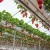 Import The turnkey multi-span  polycarbonate greenhouse project for vegetable production from China