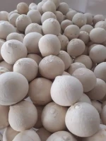 Top Product 2022 | 15% Off Discount Organic Fresh young coconut Wholesales From Viet Nam