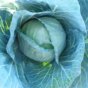 vegetable seeds cabbage f1 hybrid