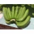 Import VietNam Fresh Cavendish Banana for US, Japan, EU Market ... from Vietnam