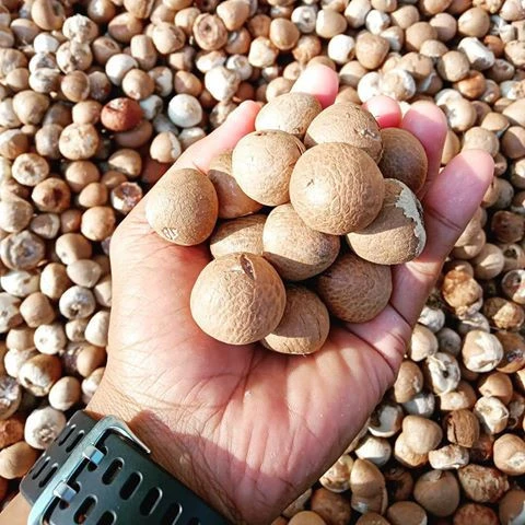 WHOLE BETEL NUT EXPORT / COMPETITIVE PRICE / BEST SELL