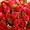 Wholesale Fresh Cut Rose Flowers Roses for Valentine&#39;s Day