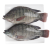 Import Wholesale Frozen Tilapia Fish Price For Seafood Importer from China