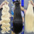 Import Wholesale Peruvian Black Body Wave Natural Human Hair Toupees Synthetic Hair Braid Weave Brazilian Virgin Human Hair Extensions from China