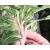 Import Wholesale price Multi-Colored Dieffenbachia bonsai plants from China