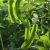 Import Winged Bean Seeds/Winged Pea Seeds/Chinese Vegetable Seeds Manila Bean Seeds for planting from China