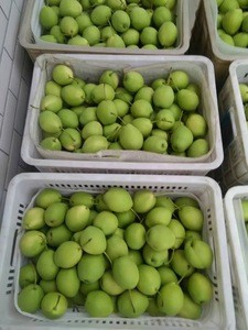 Year 2016 New Season Shandong Pears
