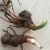 Import Yunnan Paris polyphylla seeds/Paris polyphylla root seedling for planting from China
