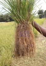 Vetiver
