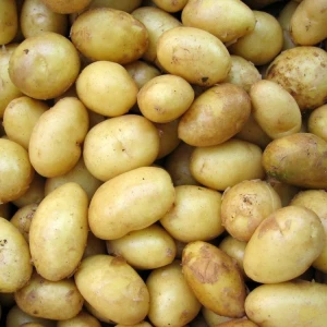 Export Quality Fresh Potatoes Available