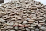 Robusta Coffee beans